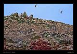 Ballestas Islands 016